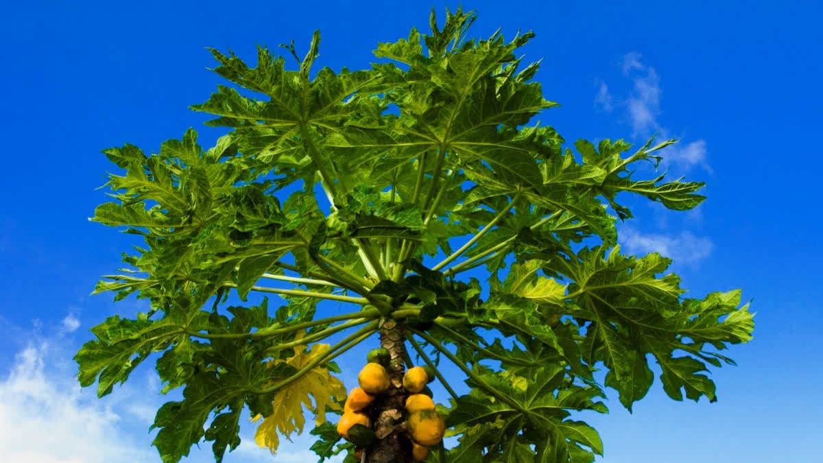 Tata Memorial Centre Researchers Find Low-Cost Papaya Leaf Extract Offers Relief To Cancer Patients Undergoing Chemotherapy