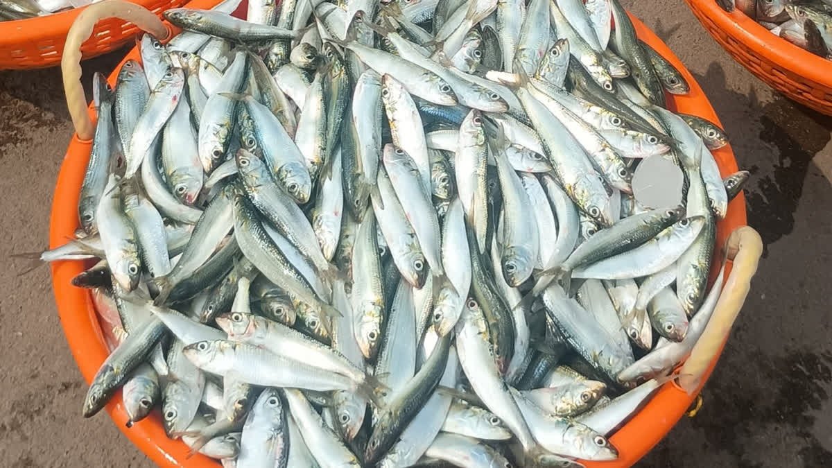 India Could Witness Drop In Sardine Catch Next Year Due to El Niño, Warns CMFRI