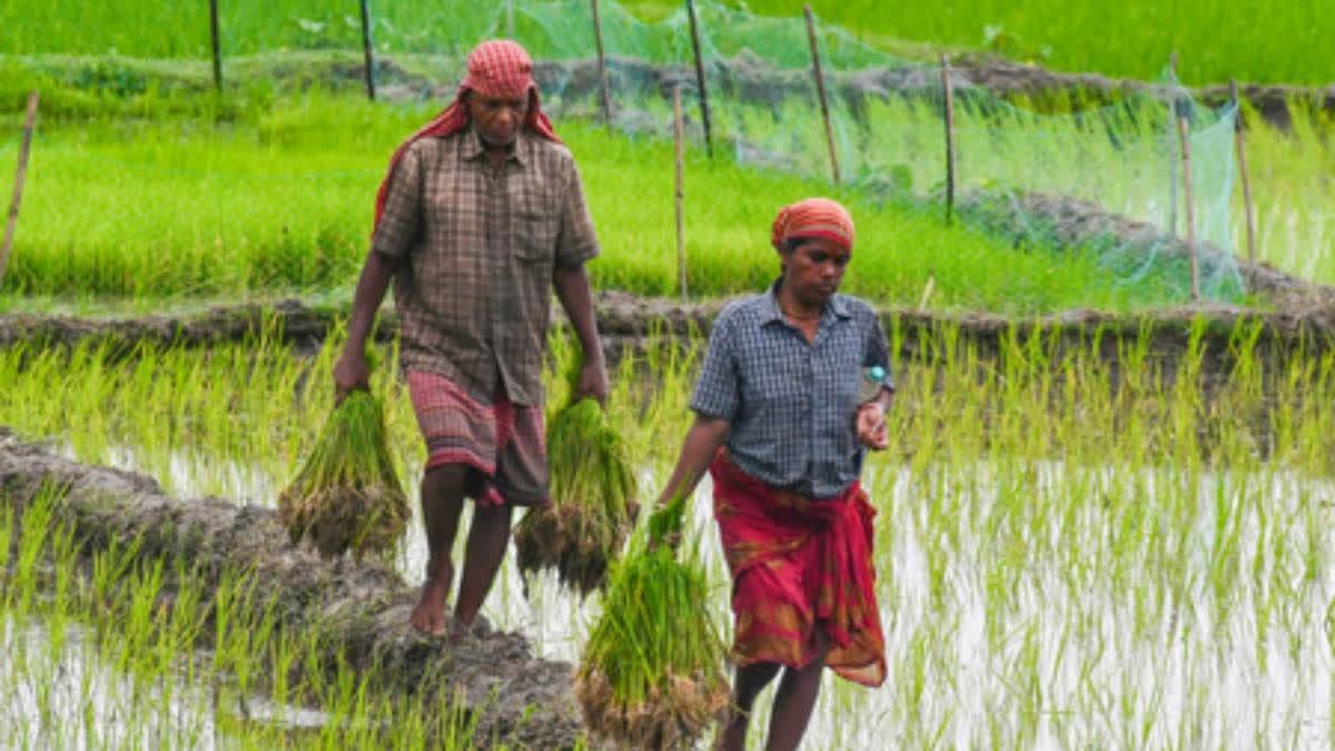 Concern For Farmers In Uttar Pradesh Over 25% Less Than Normal Rain In Monsoon