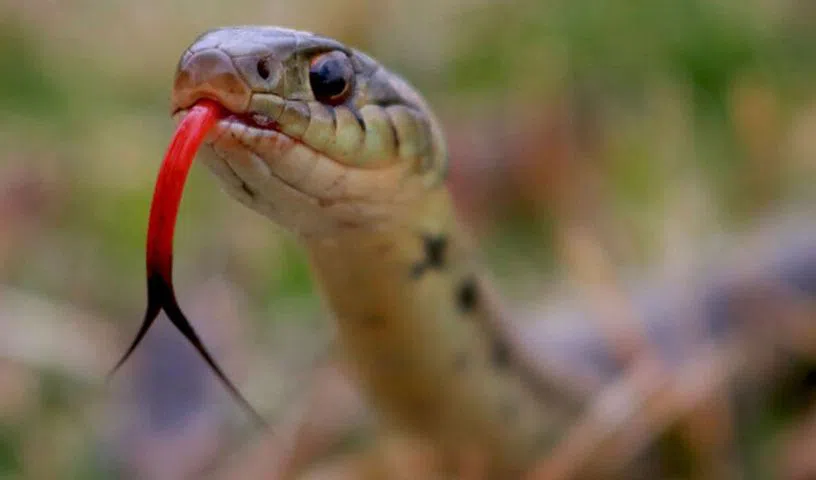 Eight-year-old student dies of snakebite at Narayanpet government school